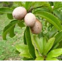 Manilkara Zapota Fruit Live Indian Garden Plants