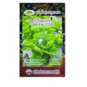 Metro Seeds Green Cos Lettuce Gardening Seeds