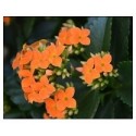 Orange Kalanchoe Succulent Plants