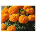 Orange Marigold Flowering Plants