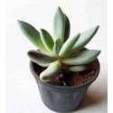 Pachyveria Bea Succulent Plants