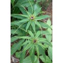 Paris Pollyphylla Live Indian Garden Plants