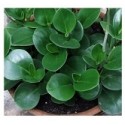 Peperomia Magnoliifolia Succulent Plants 