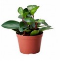 Peperomia Orba Succulent Plants