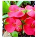 Pink Euphorbia Succulent Plants