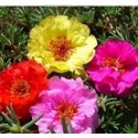 Portulaca Multicolor Succulent Plants