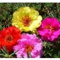 Portulaca Multicolor Succulent Plants