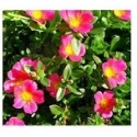 Pink Portulaca Oleracea Succulent Plants