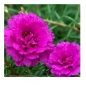 Pink Portulaca Succulent Plants 