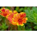 Portulaca Sunrise Succulent Plants