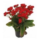 Red Kalanchoe Succulent Plants