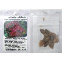 Red Plumeria Frangipani Kathalichapa Seeds
