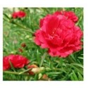 Red Portulaca Succulent Plants