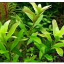 Rotala Ceylon