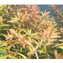 Rotala Fujian