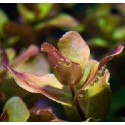 Rotala Macrandra 