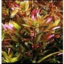 Rotala Macrandra Bangladesh