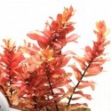 Rotala Macrandra Mini