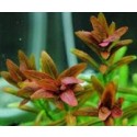 Rotala Sunset