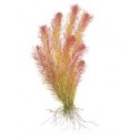 Rotala Wallichii Longleaf