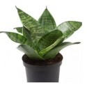 Sansevieria Trifasciata Hahnii Succulent Plants