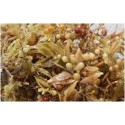 SARGASSUM Macro Algae
