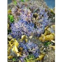 Scroll Macroalgae