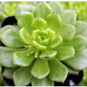 Sedeveria Rolly Succulent Plants