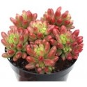 Sedum Rubrotinctum Aurora Succulent Plants