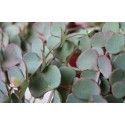 Sedum Sieboldii Succulent Plants