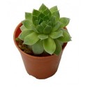 Sempervivum Green Wheel Succulent Plants