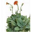 Senecio Cephalophorus Mountain Fire Succulent Plants