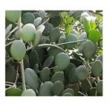 Silver Dollar Succulent Plants