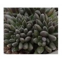 Sinocrassula Yunnanensis Succulent Plants