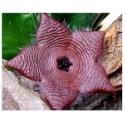 Stapelia Clavicorona Succulent Plants