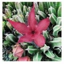 Stapelia Grandiflora Succulent Plants