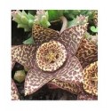 Stapelia Variegata Succulent Plants