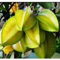 Star Fruit Live Indian Garden Plants