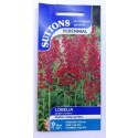 SUTTONS England Lobelia Queen Victoria