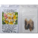 Three Orange Plumeria Frangipani Kathalichapa Seeds