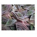 Tradescantia Navicularis Succulent Plants