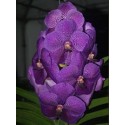 Vanda Orchids Plants VMB1259