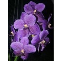 Vanda Orchids Plants VMB1262