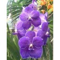 Vanda Orchids Plants VMB1258
