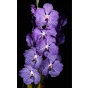 Vanda Orchids Plants VMB1260