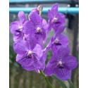 Vanda Orchids Plants VMB1261