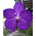 Vanda Orchids Plants VMB1264