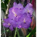 Vanda Orchids Plants VMB1265