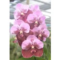 Vanda Orchids Plants VMB1266
