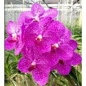 Vanda Orchids Plants VMB1267